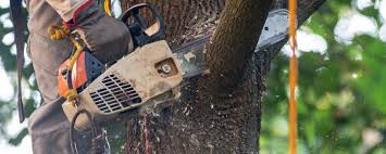 Best Commercial Tree Services  in USA